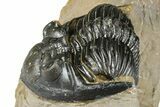 Hollardops Trilobite - Foum Zguid, Morocco #363215-1